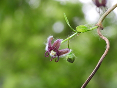 Periploca sepium