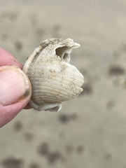 Semicassis granulata