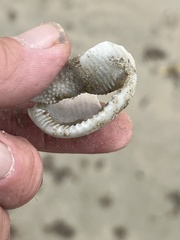 Semicassis granulata