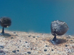 Meriderma echinulatum