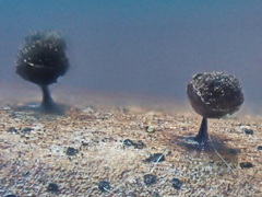 Meriderma echinulatum