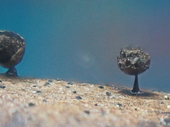 Meriderma echinulatum