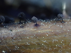 Meriderma echinulatum