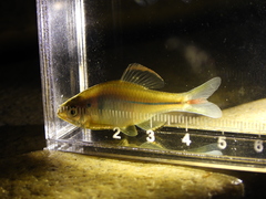 Rhodeus sinensis
