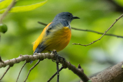 Dicaeum trigonostigma