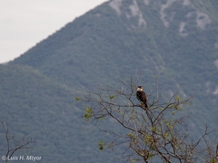 Caracara plancus cheriway