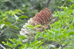 Combretum farinosum