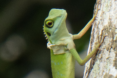 Bronchocela cristatella