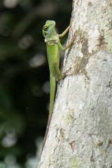 Bronchocela cristatella