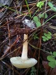 Clitocybe