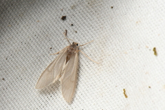 Acentria ephemerella