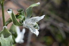 Chloraea galeata