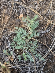 Astragalus lentiginosus