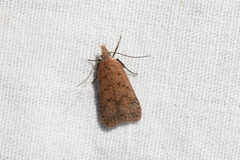 Dichomeris ventrellus