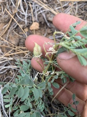 Astragalus lentiginosus