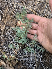 Astragalus lentiginosus
