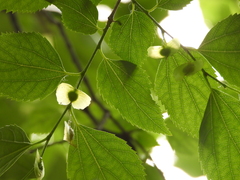 Pteroceltis tatarinowii