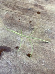 Phanocloidea muricata