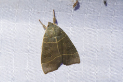 Ipimorpha pleonectusa