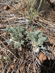 Astragalus purshii