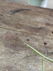 Phanocloidea muricata