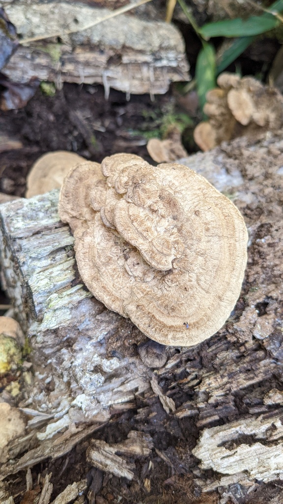 Fomitopsis dickinsii · November 2022 · photo: © atsushi_nakajima_cirque (iNaturalist, cc-by)
