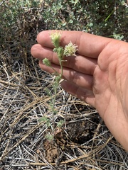 Chaenactis douglasii