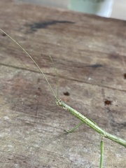 Phanocloidea muricata