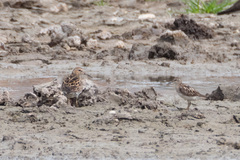 Calidris melanotos