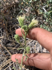 Chaenactis douglasii