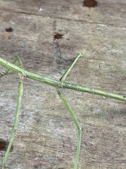 Phanocloidea muricata