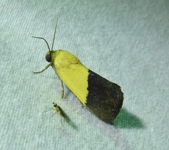 Ponometia semiflava