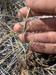 Chaenactis douglasii