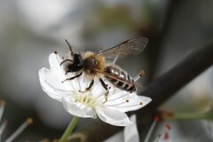 Andrena