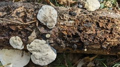 Trametes orientalis