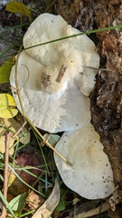 Trametes orientalis