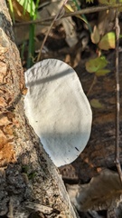 Trametes orientalis