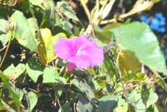 Ipomoea chenopodiifolia