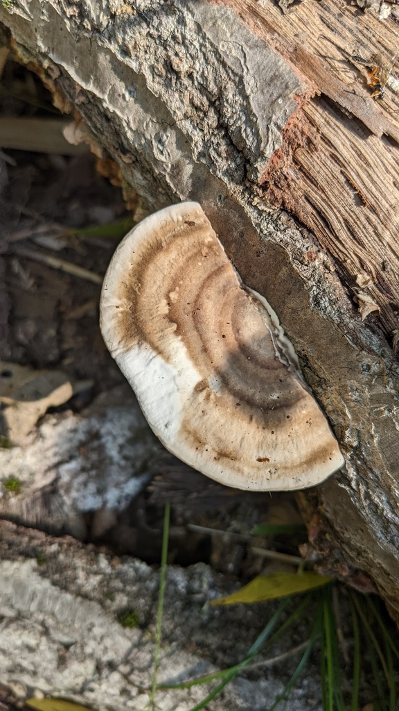 Trametes orientalis · November 2022 · photo: © atsushi_nakajima_cirque (iNaturalist, cc-by)