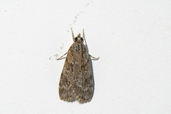 Scoparia basalis