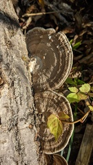 Trametes orientalis