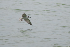 Chlidonias leucopterus