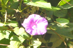Ipomoea chenopodiifolia
