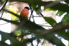 Harpactes duvaucelii