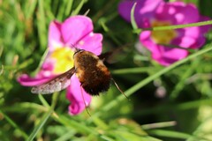 Bombylius discolor