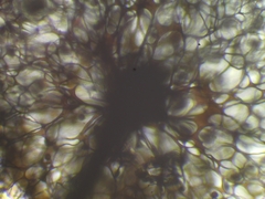 Meriderma echinulatum