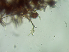 Meriderma echinulatum