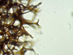 Meriderma echinulatum