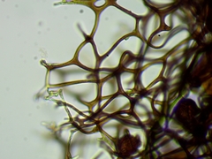 Meriderma echinulatum