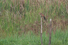 Centropus bengalensis